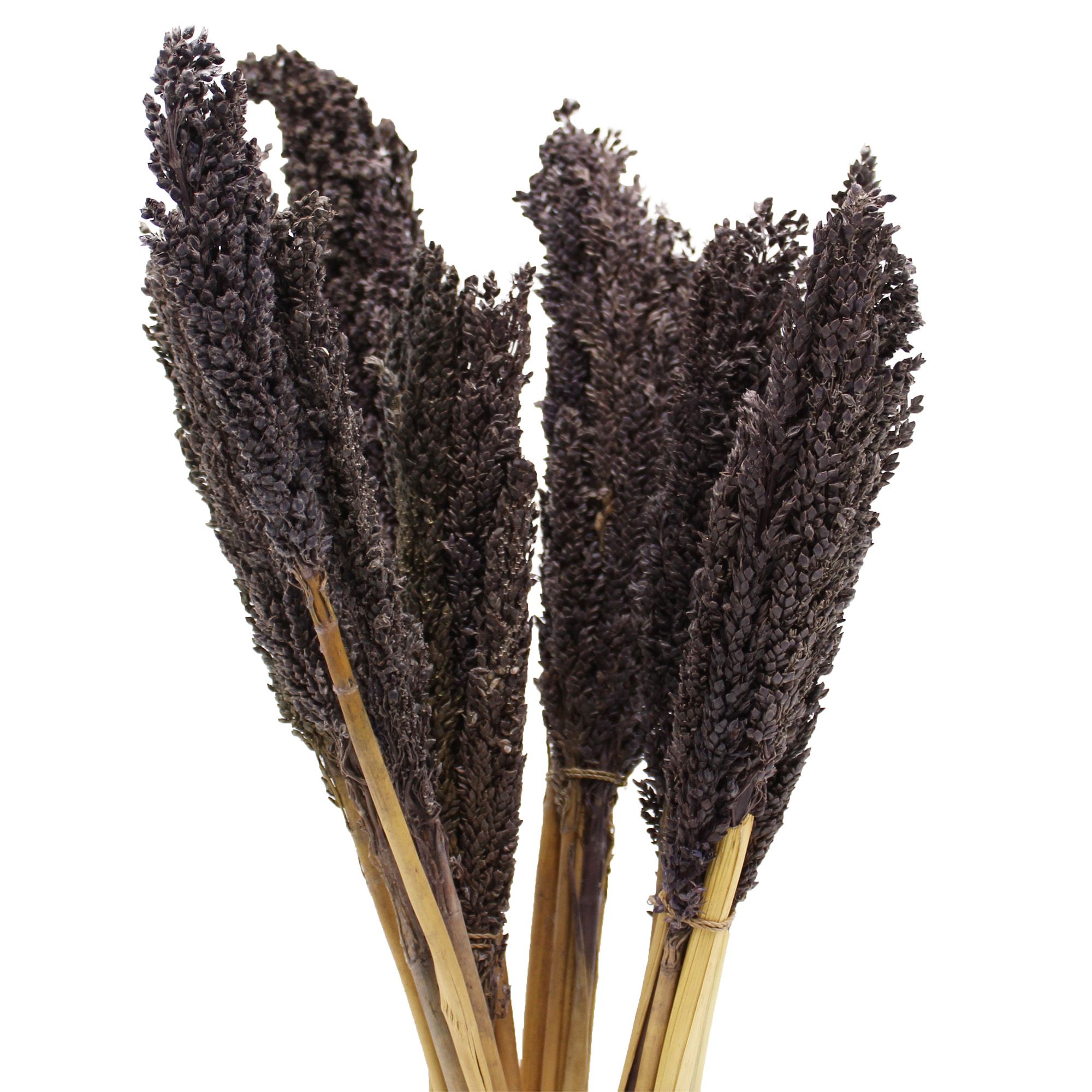 bG9jYWw6Ly9tZWRpYS8xUS9KQy82MFIzMEMxRzZSVjNKQzFRLzMxNzU2ZDUwLmpwZWc.jpg Cantal Grass Bunch - Black