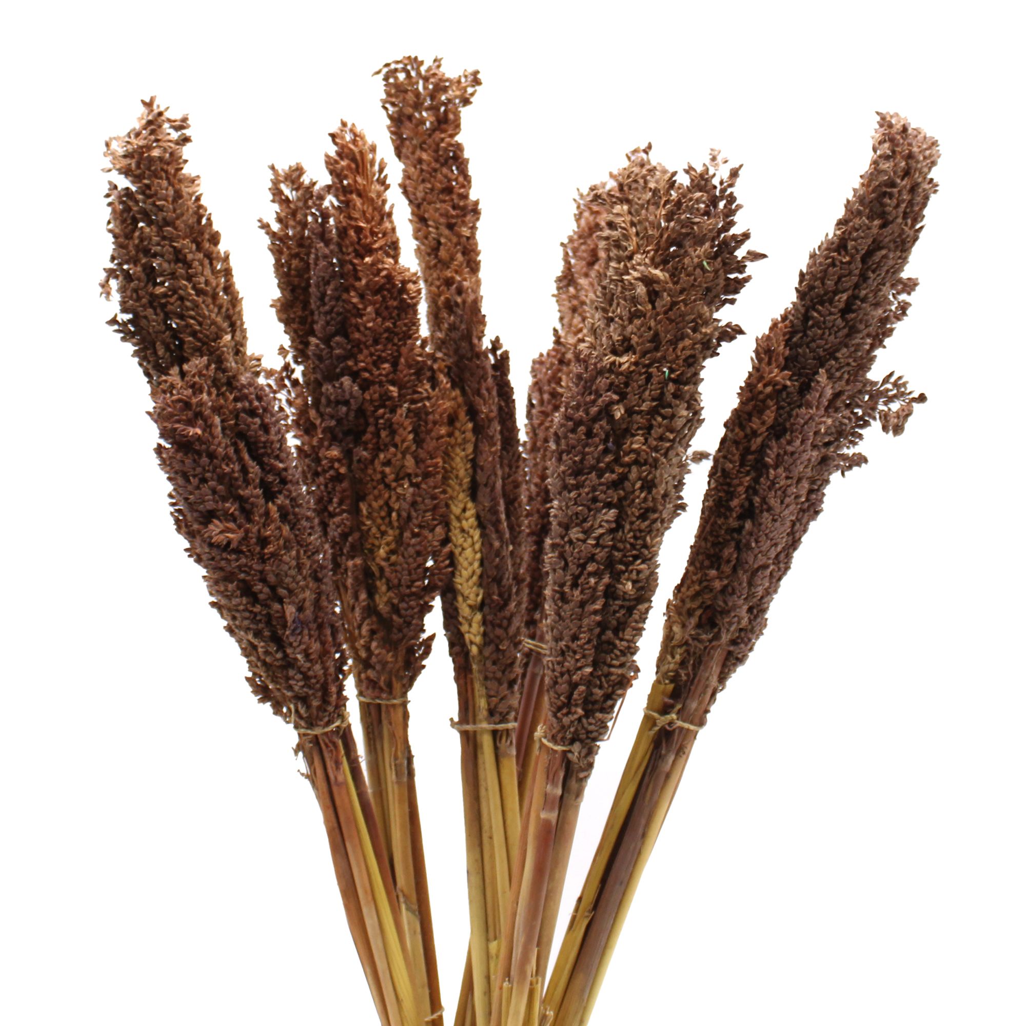 bG9jYWw6Ly9tZWRpYS8xUy9KQy82MFIzMEMxRzZSVjNKQzFTL2ExZGI3YzE1LmpwZWc.jpg Cantal Grass Bunch - Chocolate