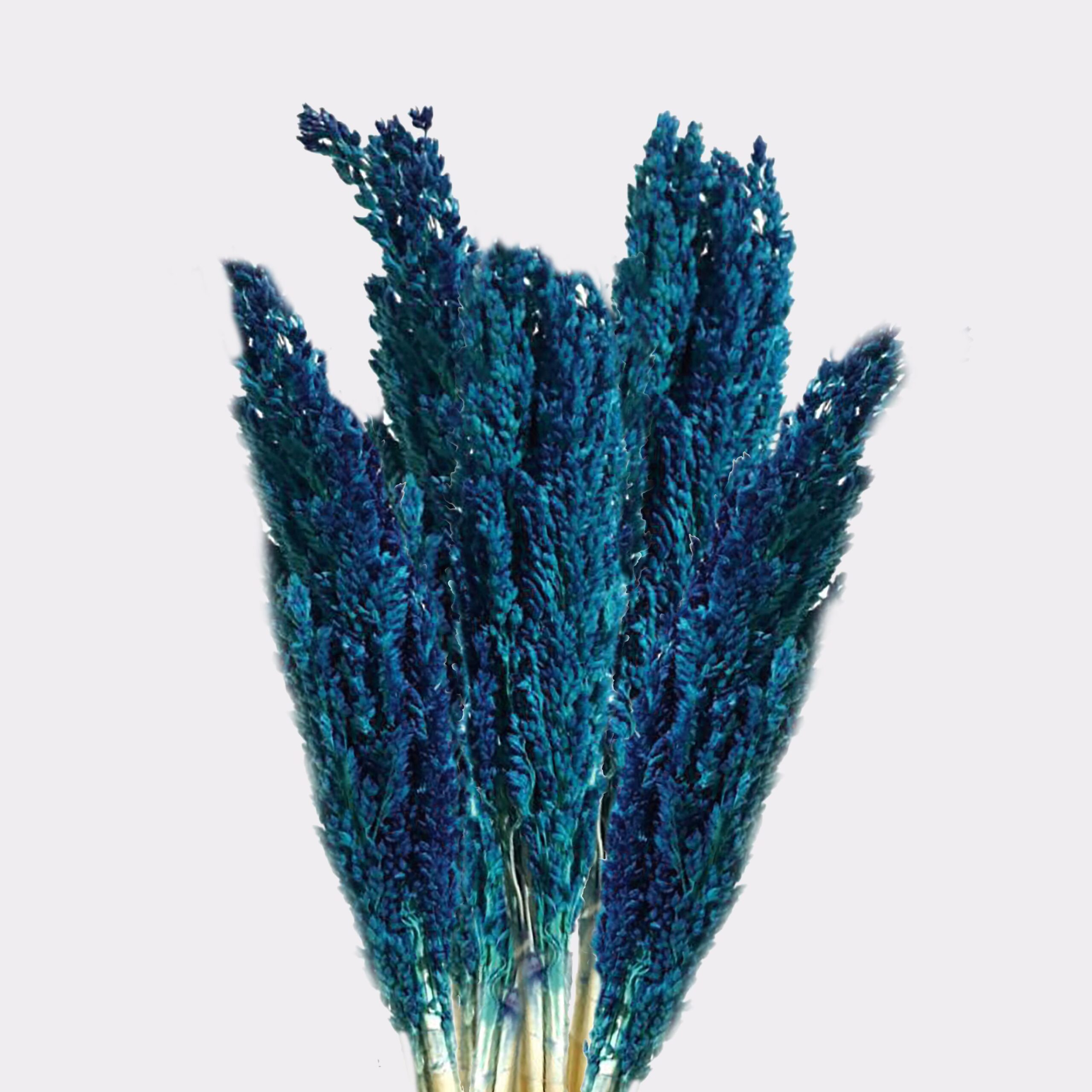 bG9jYWw6Ly9tZWRpYS9ISy9KQy82MFIzMEMxRzZSVjNKQ0hLL2NkYzAwNDhlLmpwZWc-1.jpg Cantal Grass Bunch - Blue - Image 2